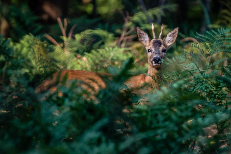 How to Make Money With Wildlife Photography: A Guide